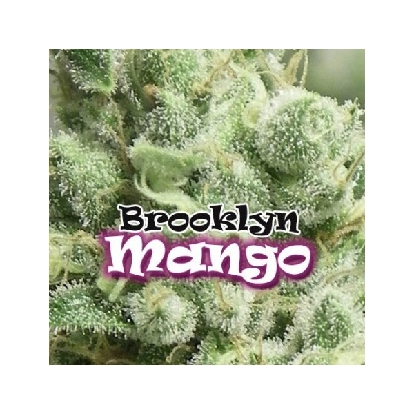 Brooklyn Mango (Dr. Underground) Feminisoidut
