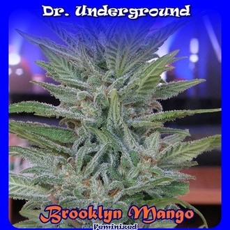 Brooklyn Mango (Dr. Underground) Feminisoidut