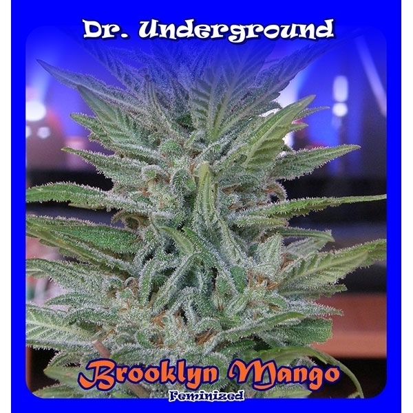 Brooklyn Mango (Dr. Underground) Feminisoidut