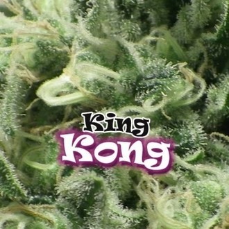 King Kong (Dr. Underground) Feminisoidut