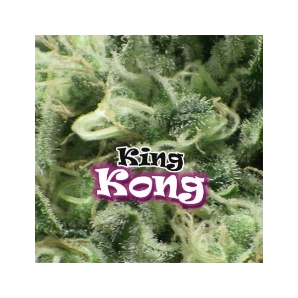 King Kong (Dr. Underground) Feminisoidut