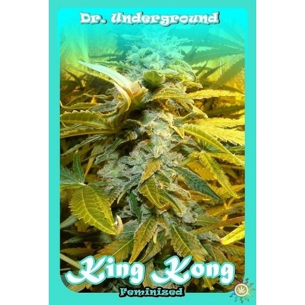 King Kong (Dr. Underground) Feminisoidut