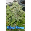 King Kong (Dr. Underground) Feminisoidut