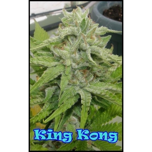 King Kong (Dr. Underground) Feminisoidut