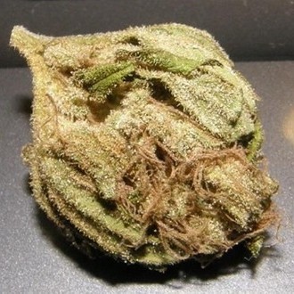 King Kong (Dr. Underground) Feminisoidut