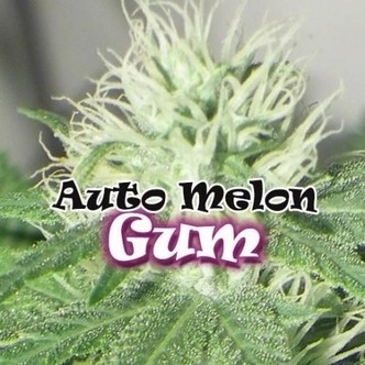 Auto Melon Gum (Dr. Underground) feminisoidut