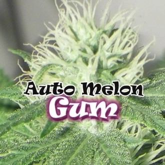 Auto Melon Gum (Dr. Underground) Feminisoidut