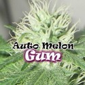 Auto Melon Gum (Dr. Underground) Feminisoidut