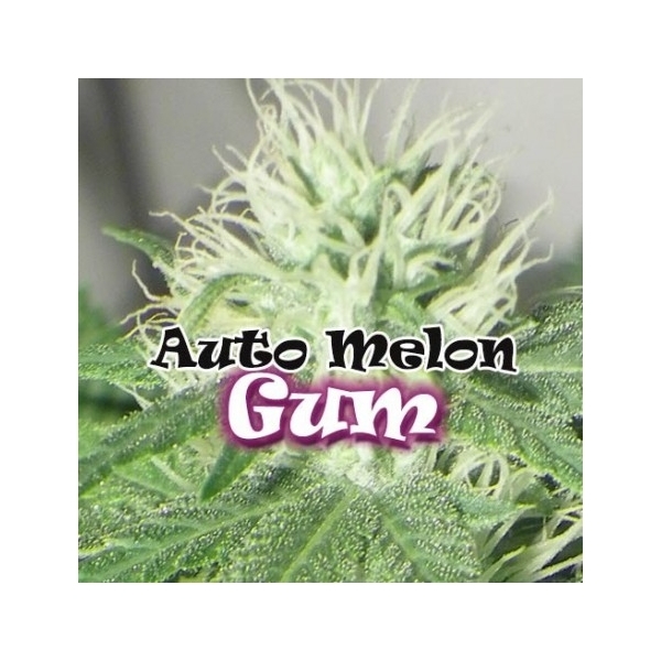 Auto Melon Gum (Dr. Underground) Feminisoidut