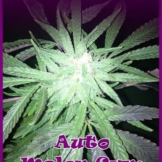 Auto Melon Gum (Dr. Underground) Feminisoidut