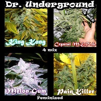 Killer Mix (Dr. Underground) feminisoidut kannabiksen siemenet