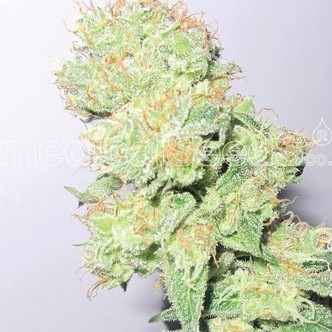 Y Griega CBD (Medical Seeds) feminisoitu