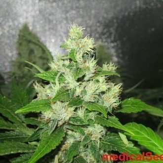 Y Griega CBD (Medical Seeds) Feminisoidut