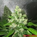 Y Griega CBD (Medical Seeds) Feminisoidut