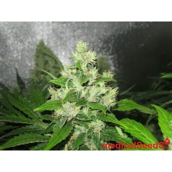 Y Griega CBD (Medical Seeds) Feminisoidut