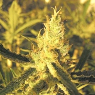 Y Griega CBD (Medical Seeds) Feminisoidut