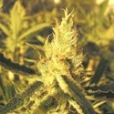 Y Griega CBD (Medical Seeds) Feminisoidut