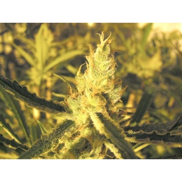 Y Griega CBD (Medical Seeds) Feminisoidut