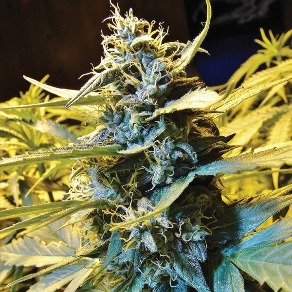 Feminisoidut Auto Northern HOG (T.H.Seeds)