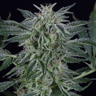 Critical Jack Autoflower (Silent Seeds) Feminisoidut