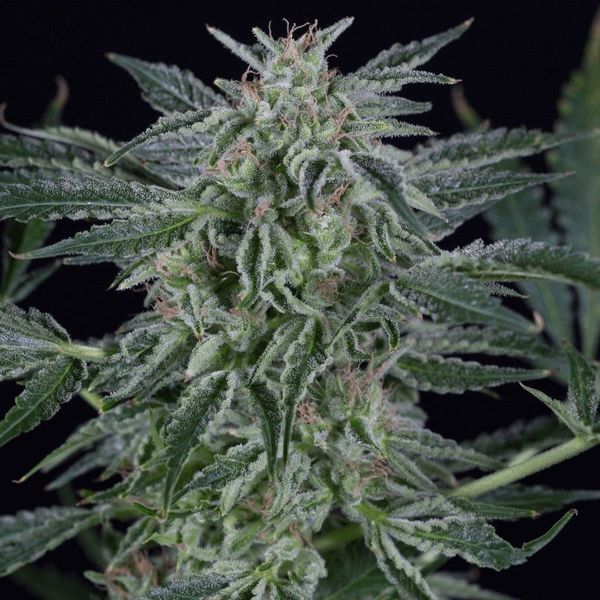 Critical Jack Autoflower (Silent Seeds) Feminisoidut
