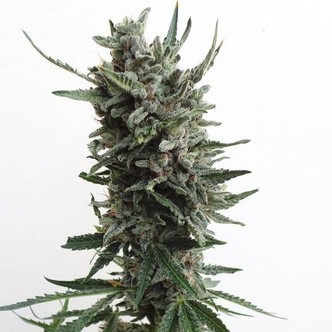 Auto Critical HOG (T.H. Seeds) feminisoitu
