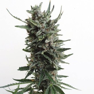 Auto Critical HOG (T.H.Seeds) Feminisoidut