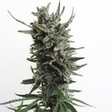 Auto Critical HOG (T.H.Seeds) Feminisoidut