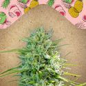 C99 (Female Seeds) Feminisoidut