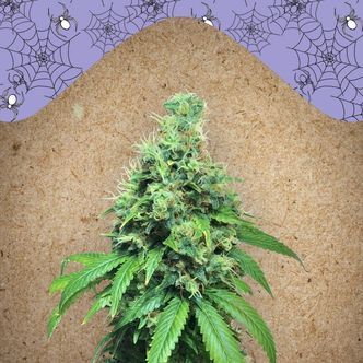 White Widow x Big Bud (Female Seeds) feminisoidut