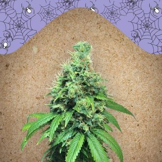 White Widow x Big Bud (Female Seeds) Feminisoidut