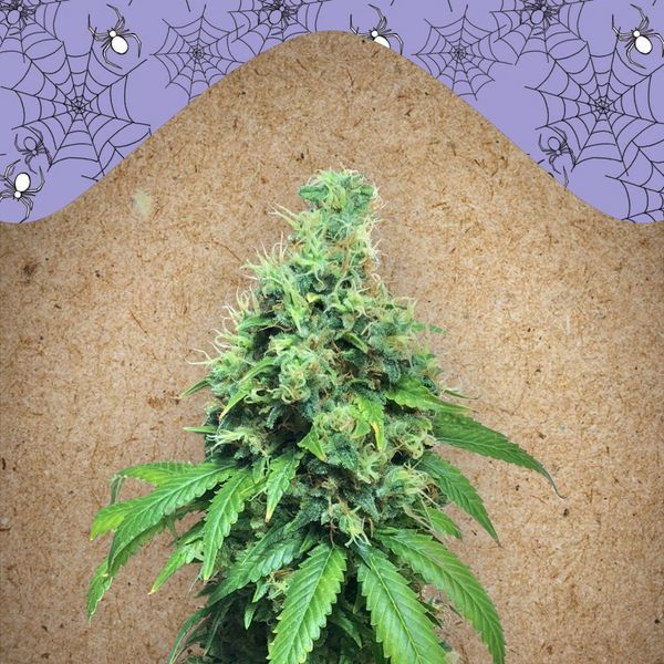 White Widow x Big Bud (Female Seeds) Feminisoidut