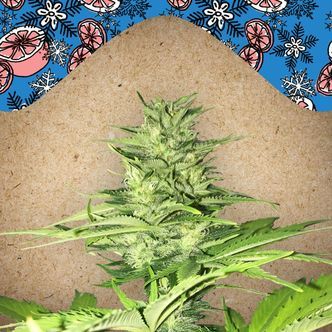 ICED Greippi (Female Seeds) feminisoitu