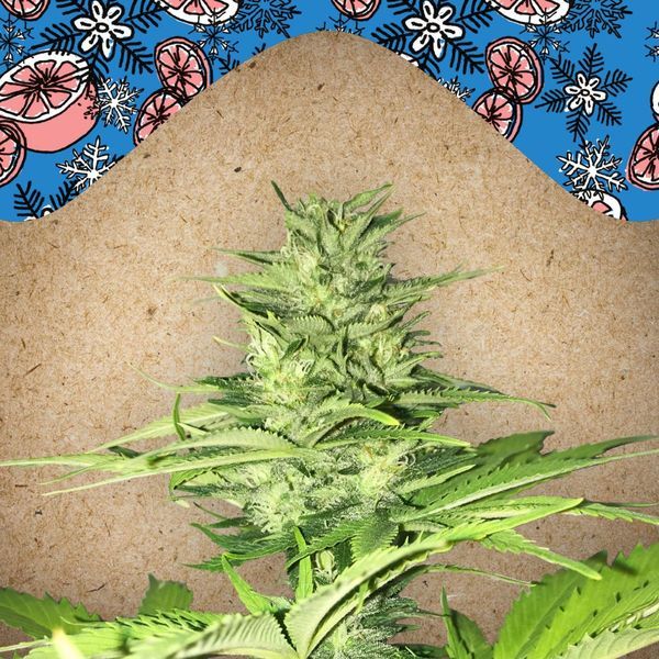 ICED Grapefruit (Female Seeds) Feminisoidut