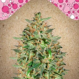BubbleGummer (Female Seeds) Feminisoidut