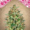 BubbleGummer (Female Seeds) Feminisoidut
