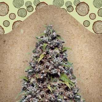 Pure AK (Female Seeds) feminisoitu