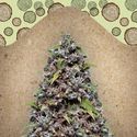 Pure AK (Female Seeds) Feminisoidut