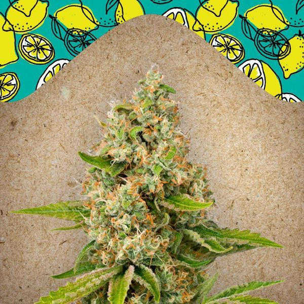 Lemon Kush (Female Seeds) Feminisoidut