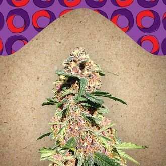Red Purps (Female Seeds) Feminisoidut