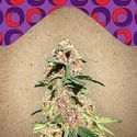 Red Purps (Female Seeds) Feminisoidut