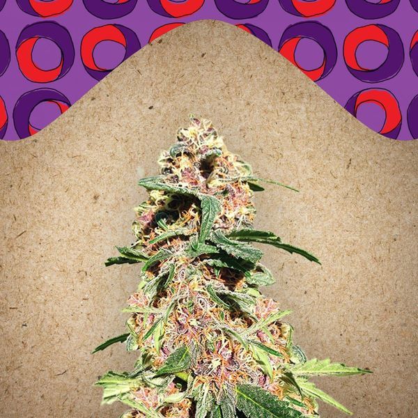 Red Purps (Female Seeds) Feminisoidut