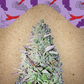 Purple Maroc (Female Seeds) Feminisoidut