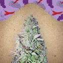 Purple Maroc (Female Seeds) Feminisoidut