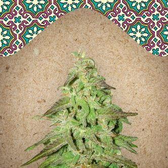 Maroc (Female Seeds) feminisoitu