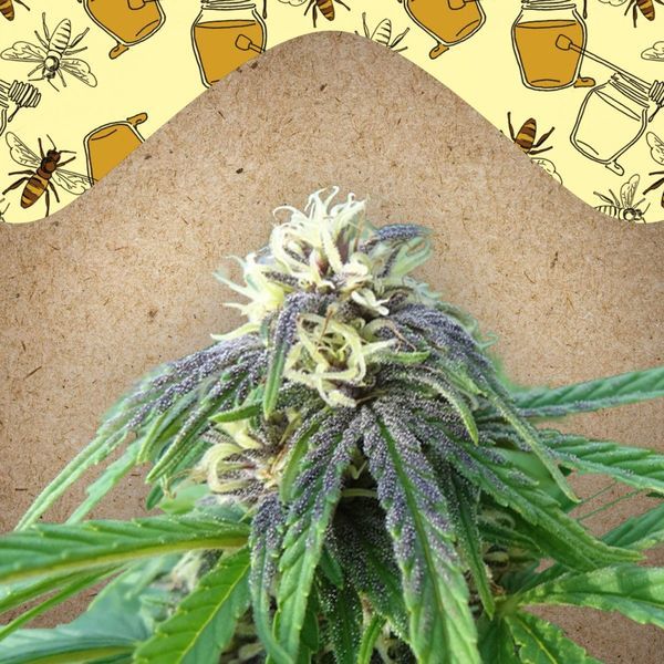 Easy Sativa (Female Seeds) Feminisoidut