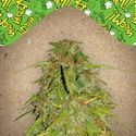 Auto Speed Bud (Female Seeds) Feminisoidut
