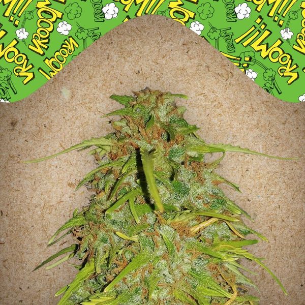 Auto Speed Bud (Female Seeds) Feminisoidut