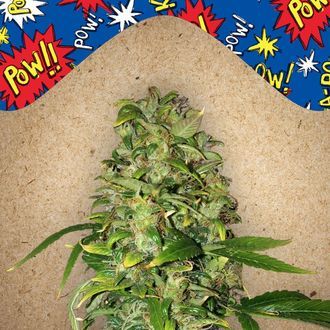 Auto AK (Female Seeds) Feminisoidut