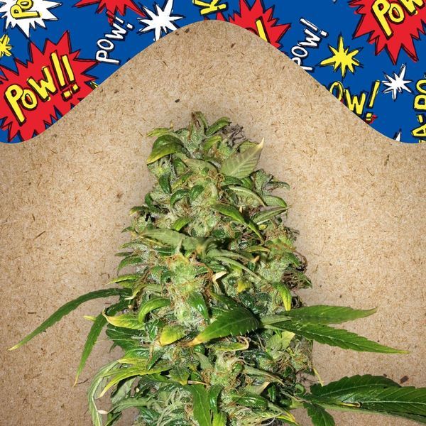 Auto AK (Female Seeds) Feminisoidut